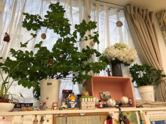 明るい窓辺の飾り棚 内観 自然光が差し込む明るい窓辺に、観葉植物と可愛らしい小物が並べられています。