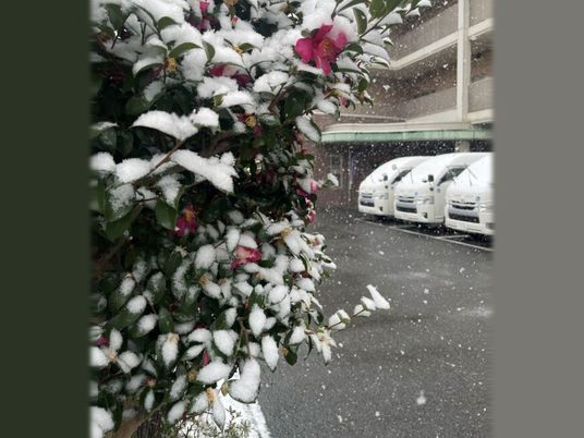 雪が積もる中庭  