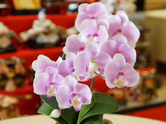 ピンクの蘭と背景の様子
