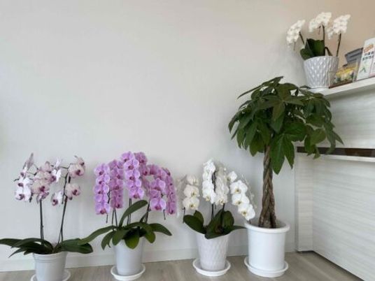 鉢植えが並ぶ廊下  