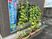 窓辺のゴーヤの鉢植え外観  