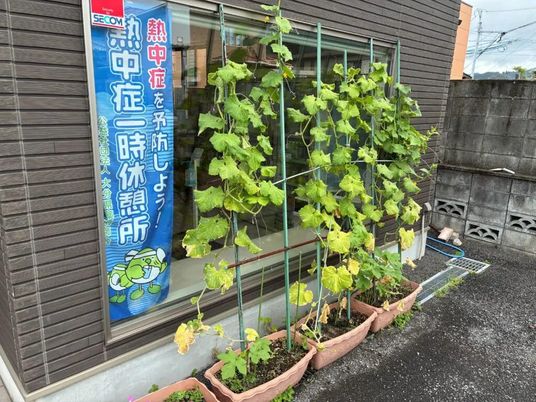 窓辺のゴーヤの鉢植え外観  