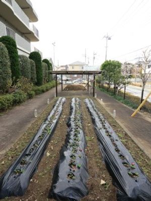緑はぐくむ庭の風景