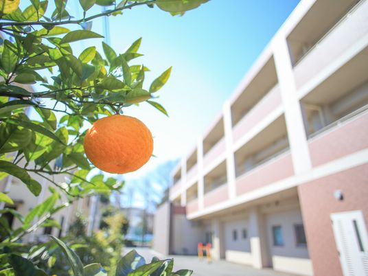 中庭にあるオレンジの木