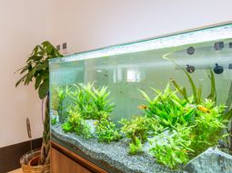 魚が泳ぐ美しい水槽