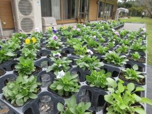 花苗の並ぶ庭  