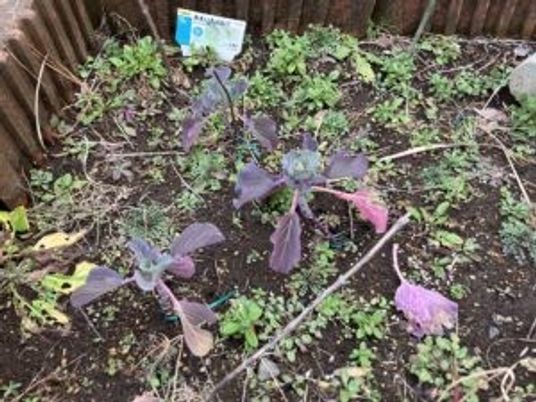 花壇の中庭  