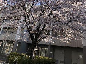桜と建物の外観  