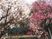 サムネイル 白とピンクの梅の花が、見事に咲き誇っている。奥には緑の生け垣が見える。遊歩道があり、柵が設置されている。