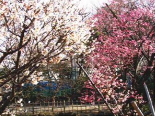 白とピンクの梅の花が、見事に咲き誇っている。奥には緑の生け垣が見える。遊歩道があり、柵が設置されている。