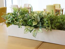 観葉植物と背景のイス