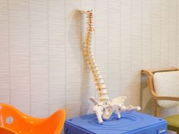 脊椎模型と椅子