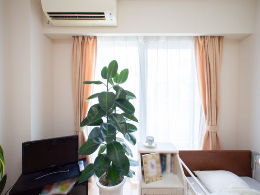 居室内の洋室と植物