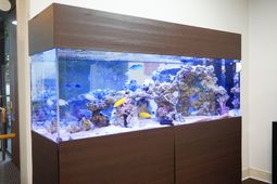 色とりどりの熱帯魚の水槽