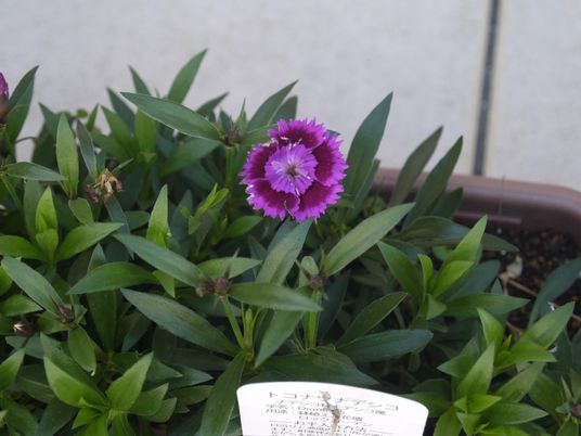 緑が生い茂る庭の一角