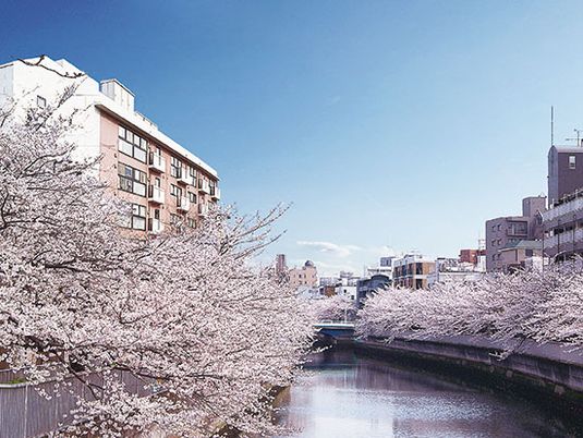 桜並木と川の風景