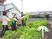 農園で野菜を収穫する人々