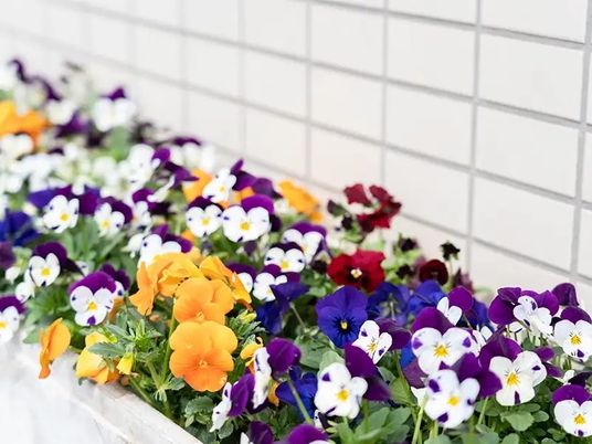 花壇の花が並ぶ庭  
