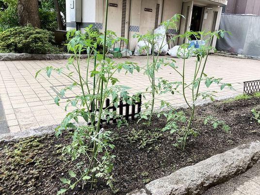 植栽のある中庭  