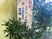 祝賀の立て看板と観葉植物  