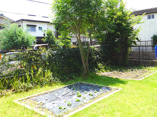 庭の菜園  