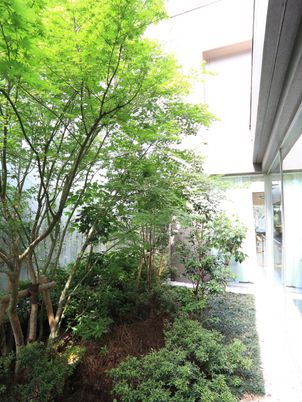 明緑の木々のある中庭