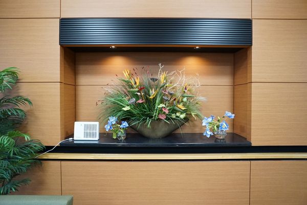 応接スペースの装飾植物