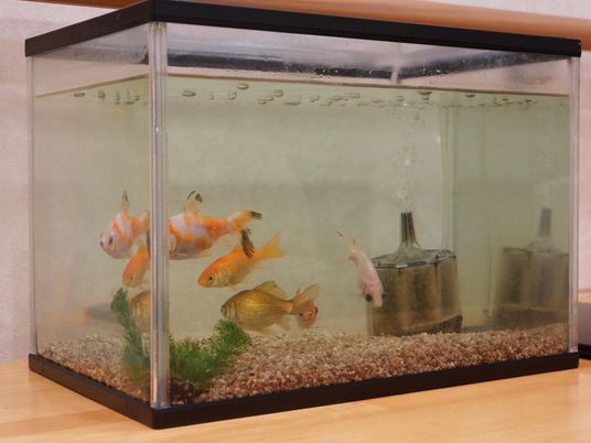 和やかな金魚の水槽