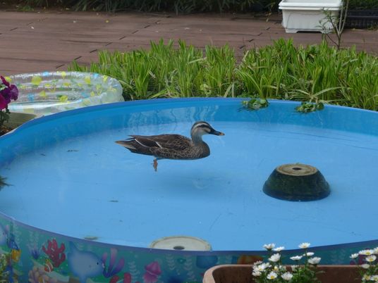 中庭の水辺で泳ぐ鳥  