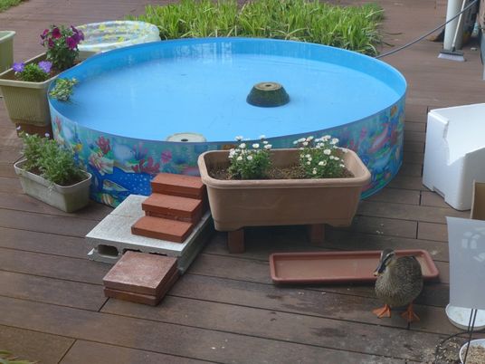 植木鉢と水場のある中庭  