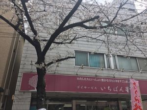 桜が咲く施設外観