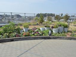 色とりどりの花がある庭