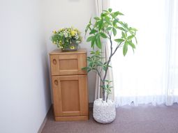 花と観葉植物のコーナー