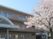 桜のある施設外観  