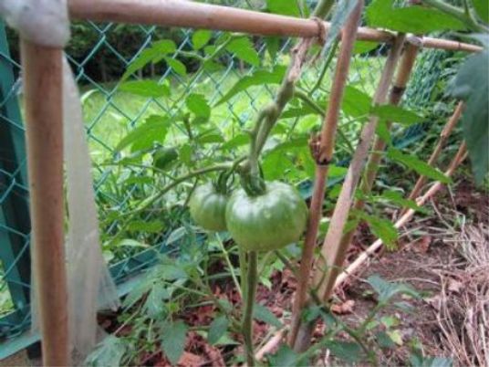 緑豊かな庭のトマト