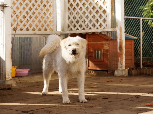  白い犬が立つ門  