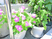 鉢植えの花が並ぶテラス  