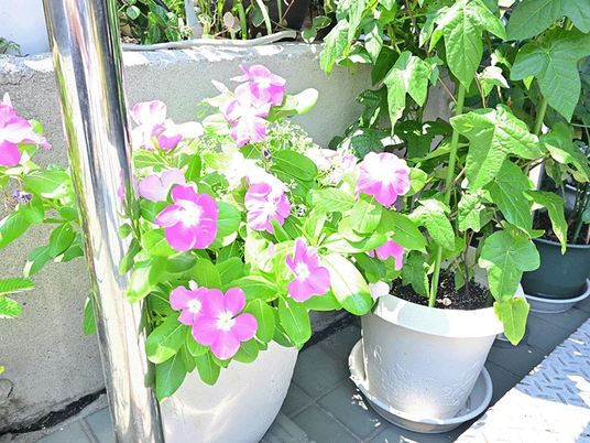 鉢植えの花が並ぶテラス  