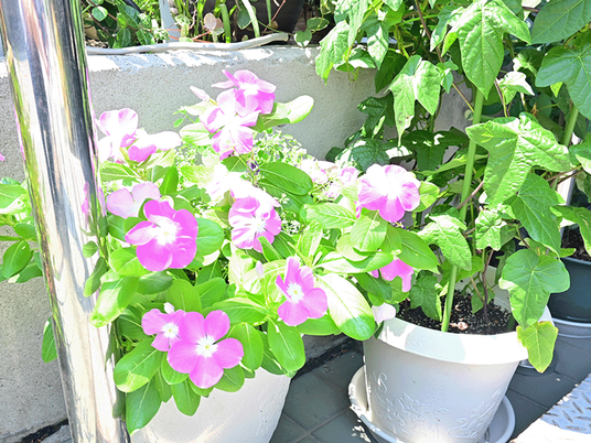 花が並ぶ庭先  