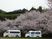 桜並木の送迎車の外観  