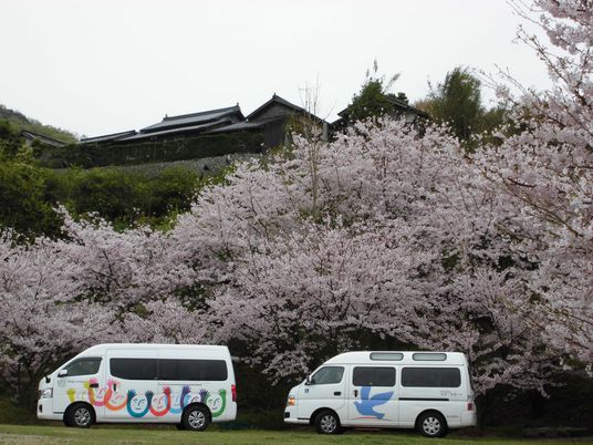 桜並木の送迎車の外観  