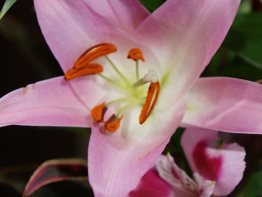 ピンクの花のアップ
