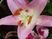 華やかなピンクのユリが咲いている画像。満開のユリが一輪アップで撮られており、とてもインパクトがある。