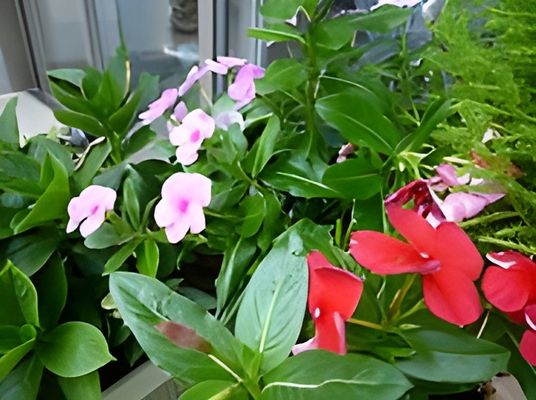 やすらげる中庭の花