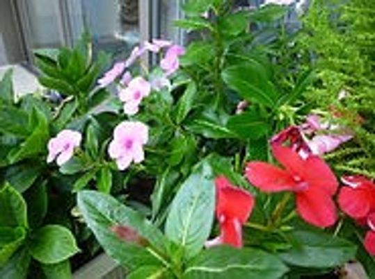やすらげる中庭の花