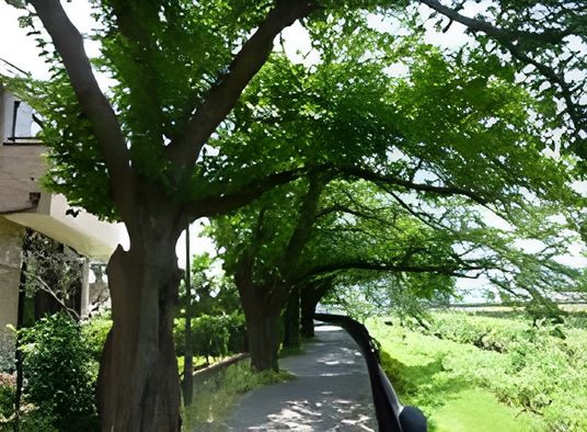 新緑の中庭
