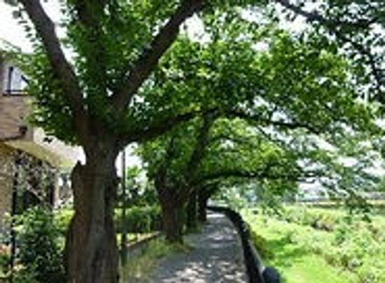 新緑の中庭