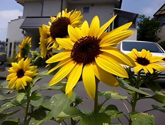 元気なひまわりの庭