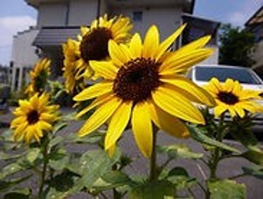 元気なひまわりの庭