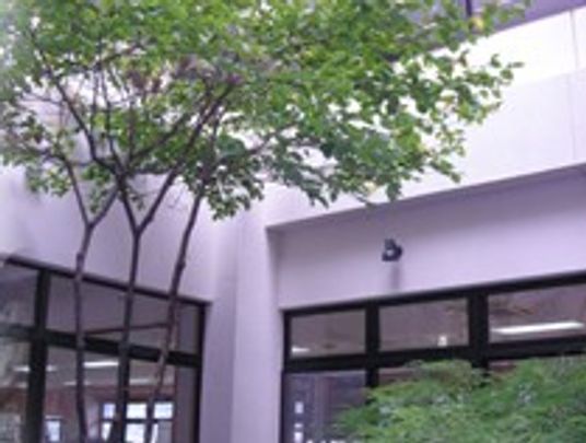 緑が溢れる中庭